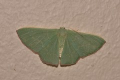 Prasinocyma semicrocea