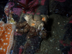 Rhinolithodes wosnessenskii