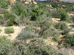 Indigofera spinescens