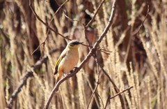 Ptilotula keartlandi