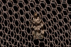Barea eucapnodes