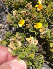 Aspalathus marginata