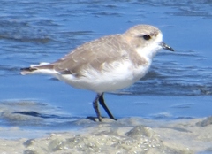 Charadrius alticola
