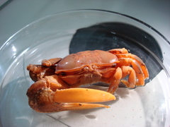 Uca maracoani
