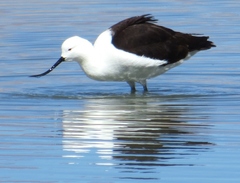 Recurvirostra andina