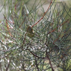 Hakea rostrata