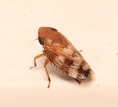 Anoscopus albifrons