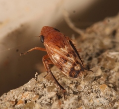 Anoscopus albifrons