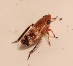Anoscopus albifrons
