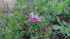 Corydalis conorhiza
