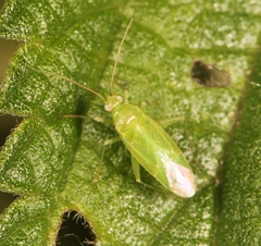Orthotylus ochrotrichus
