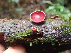 Phillipsia subpurpurea