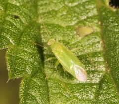 Orthotylus ochrotrichus