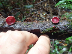 Phillipsia subpurpurea