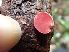 Phillipsia subpurpurea