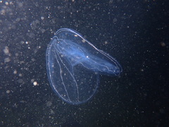 Bolinopsis microptera