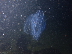 Bolinopsis microptera