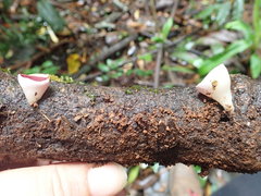 Phillipsia subpurpurea