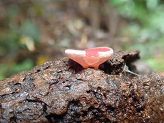 Phillipsia subpurpurea