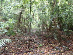 Phillipsia subpurpurea