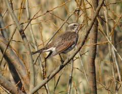 Turdus eunomus