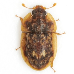 Lobiopa undulata
