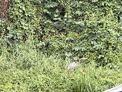 Ardea purpurea