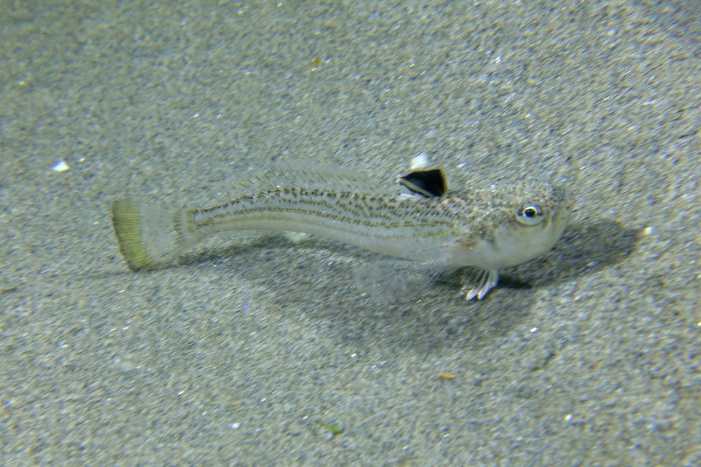 Echiichthys