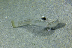 Echiichthys vipera