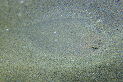 Arnoglossus laterna