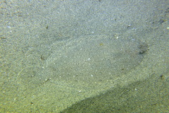 Arnoglossus laterna