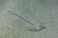 Echiichthys vipera