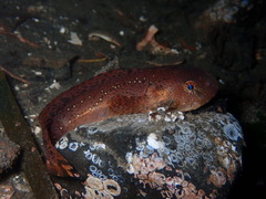 Liparis pulchellus