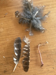 Ninox novaeseelandiae