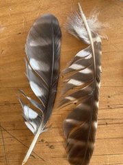 Ninox novaeseelandiae