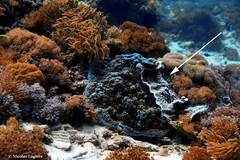 Montipora confusa