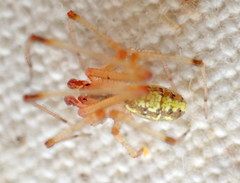 Theridion californicum