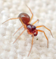 Erigone aletris