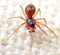 Erigone aletris