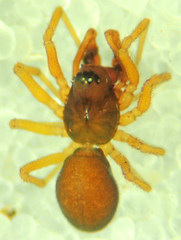 Erigone aletris
