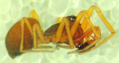 Erigone aletris
