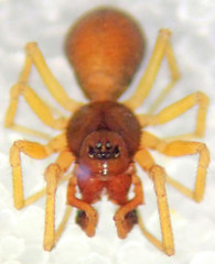 Erigone aletris