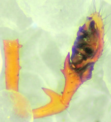 Erigone aletris