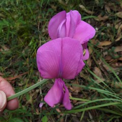 Tephrosia glomeruliflora