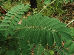 Tephrosia glomeruliflora