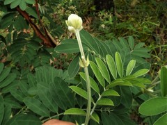 Tephrosia glomeruliflora