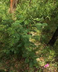 Tephrosia glomeruliflora