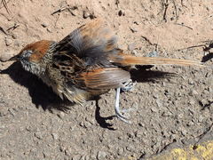 Sphenoeacus afer natalensis