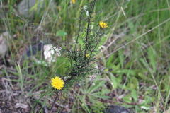 Coprosma microcarpa