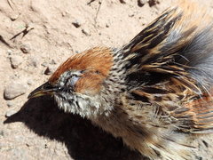 Sphenoeacus afer natalensis